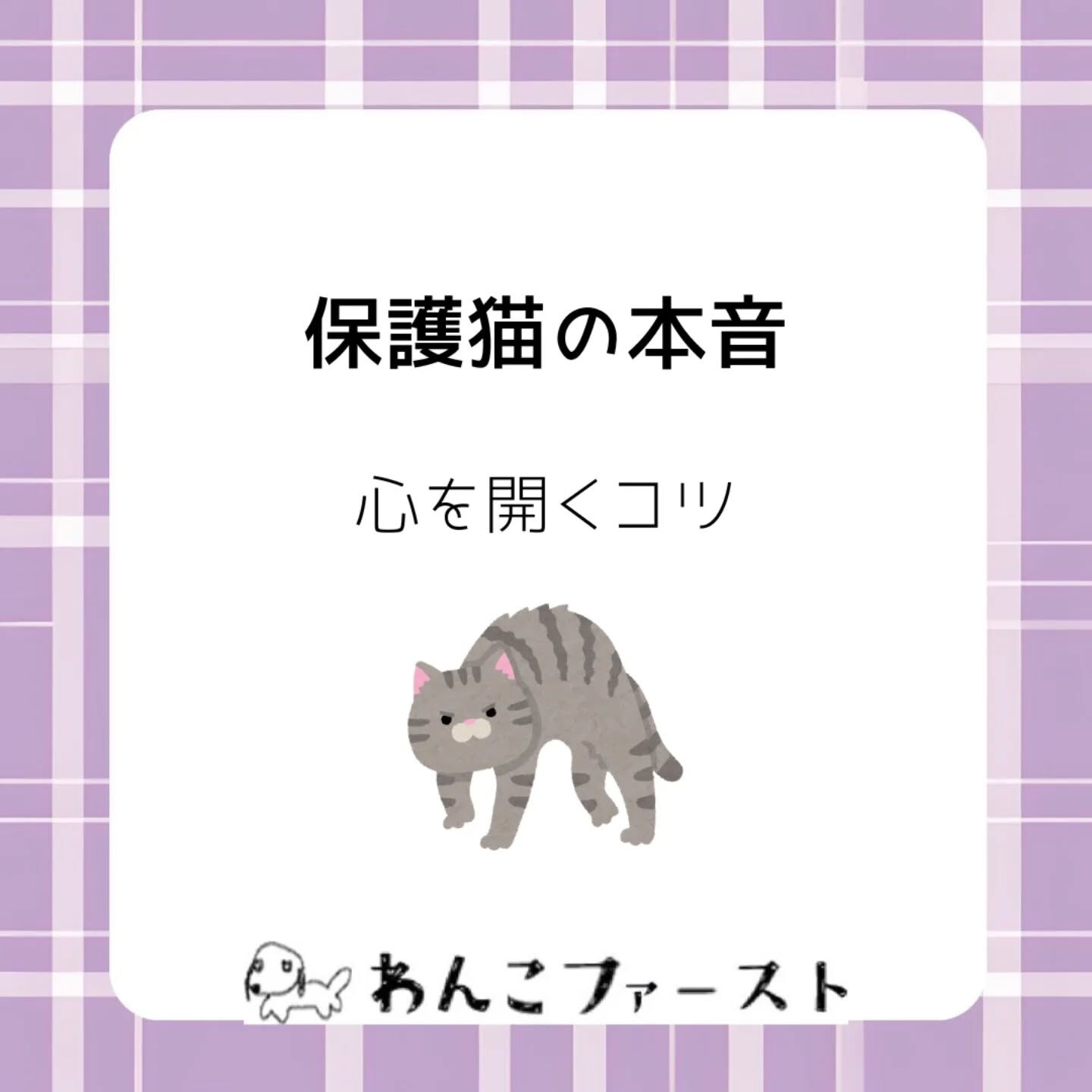 保護猫がなかなか懐かない…と感じたことは