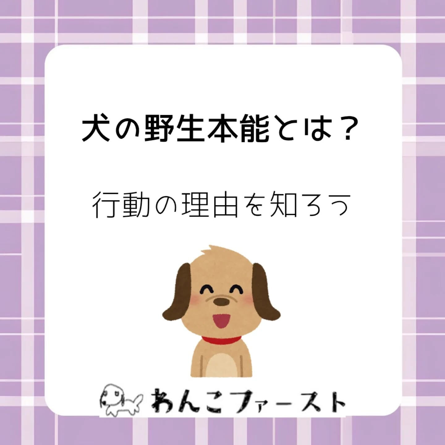 犬が突然吠えたり、追いかけっこが大好きだったりするのには理由