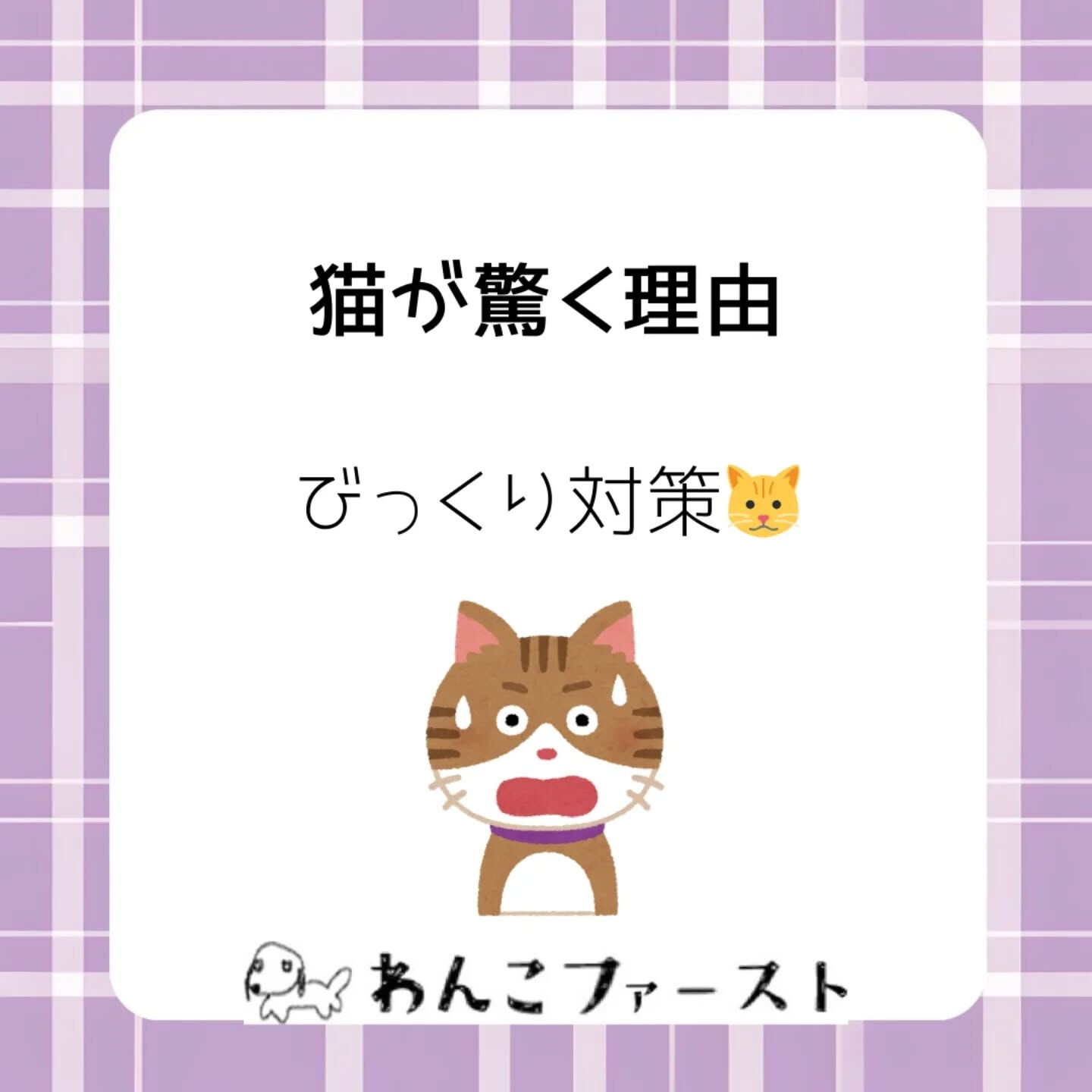 猫はとても繊細な動物です🐱