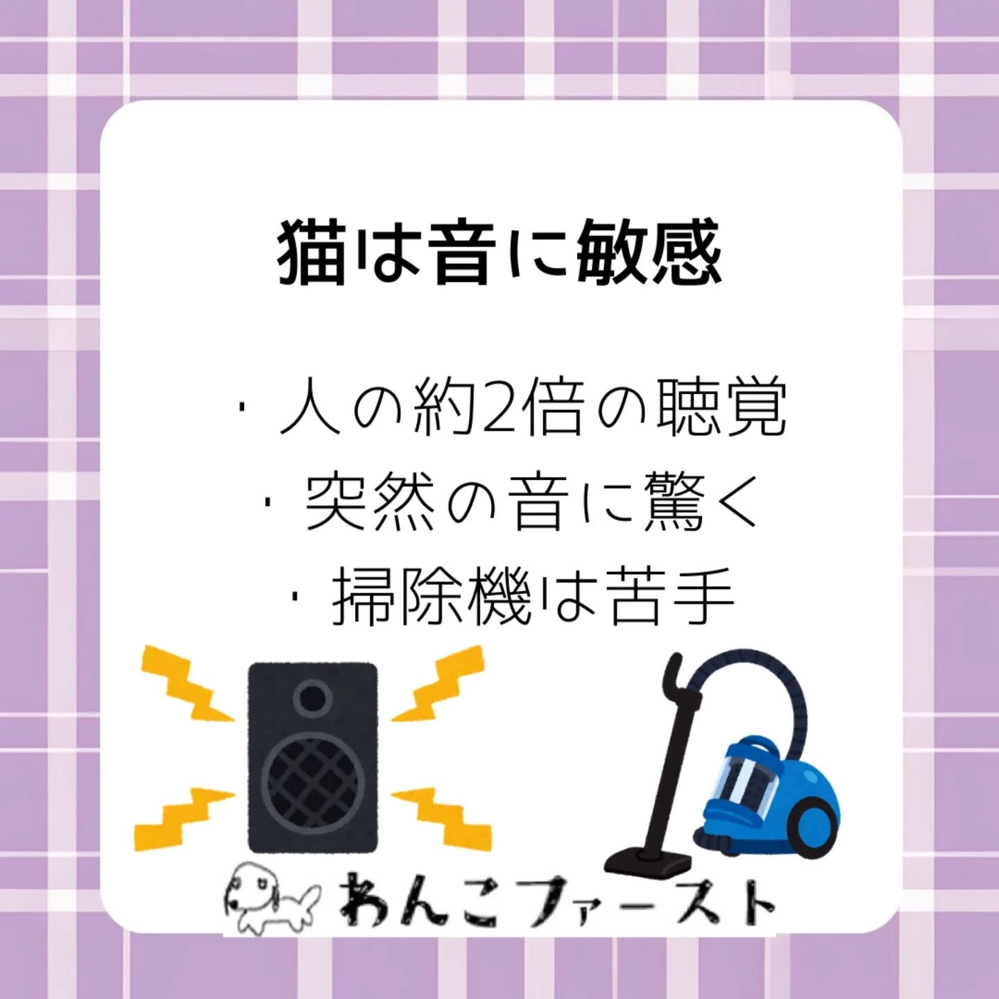 猫はとても繊細な動物です🐱