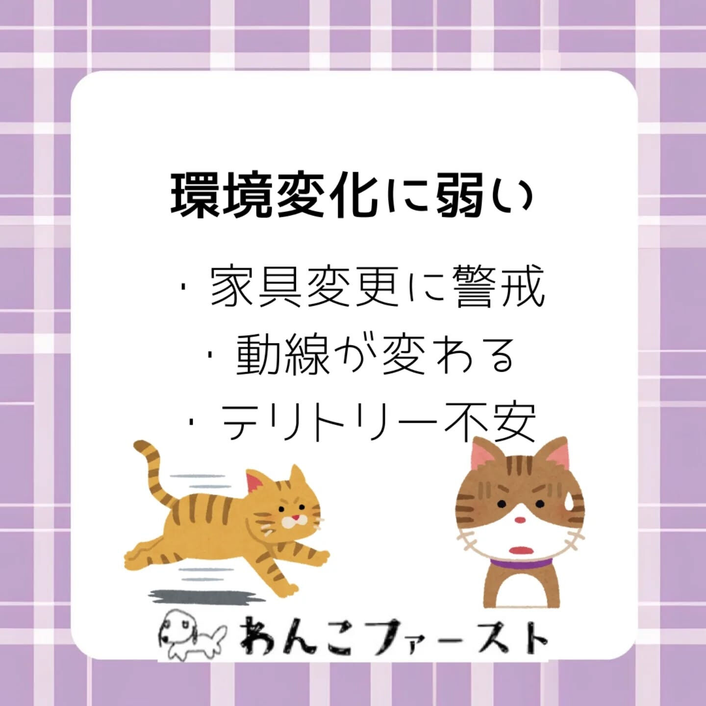 猫はとても繊細な動物です🐱