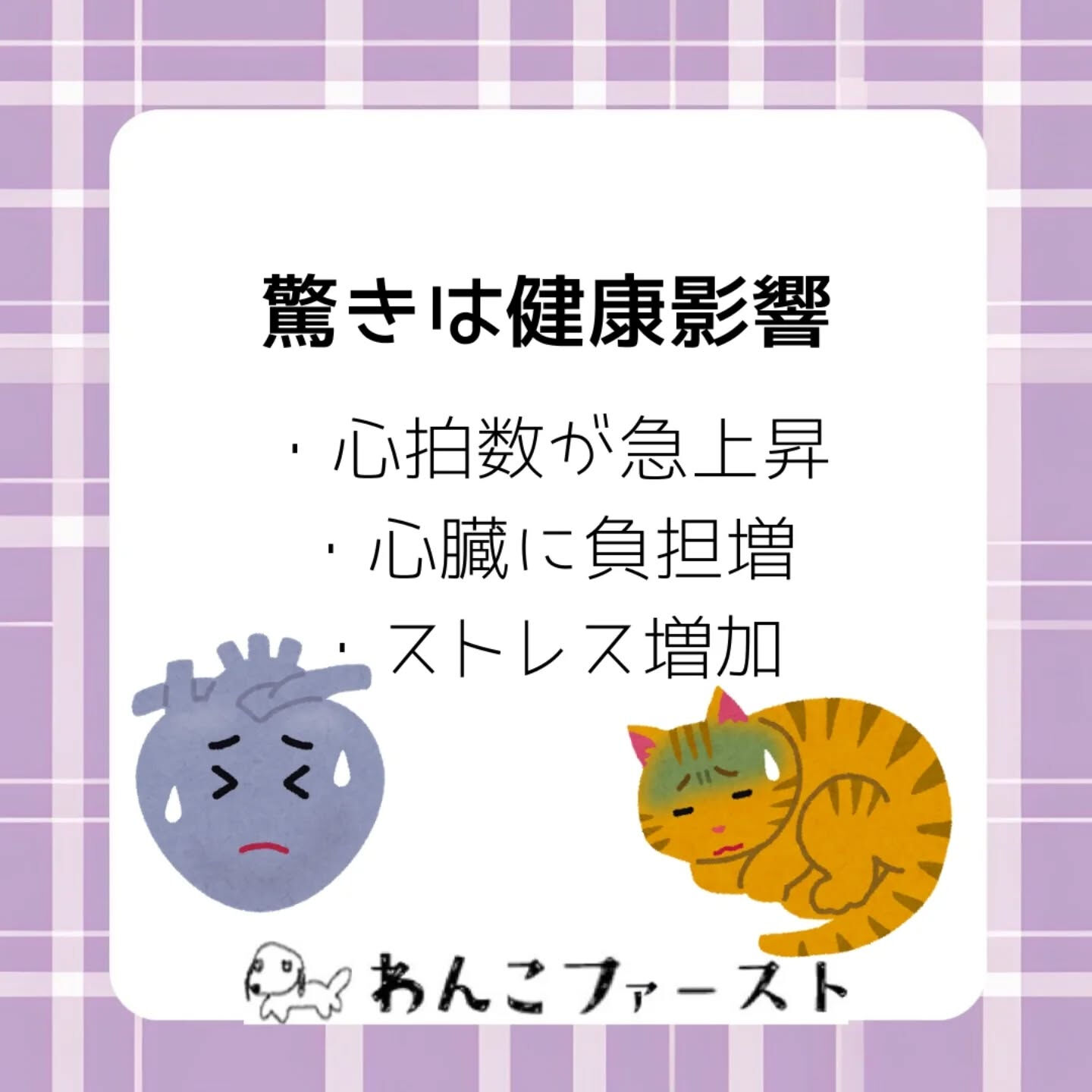 猫はとても繊細な動物です🐱