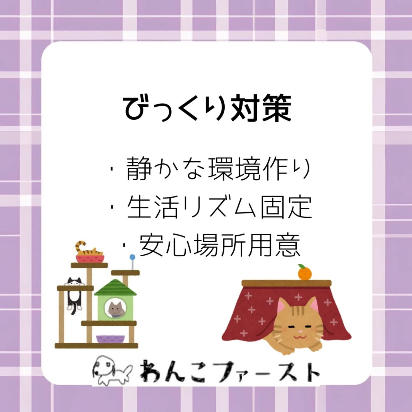 猫はとても繊細な動物です🐱