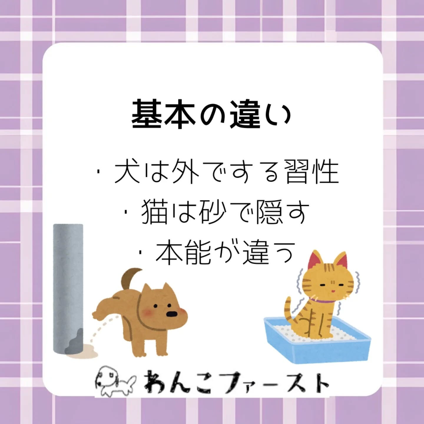 犬と猫、実はトイレの考え方が全く違うって知っていましたか？🐶
