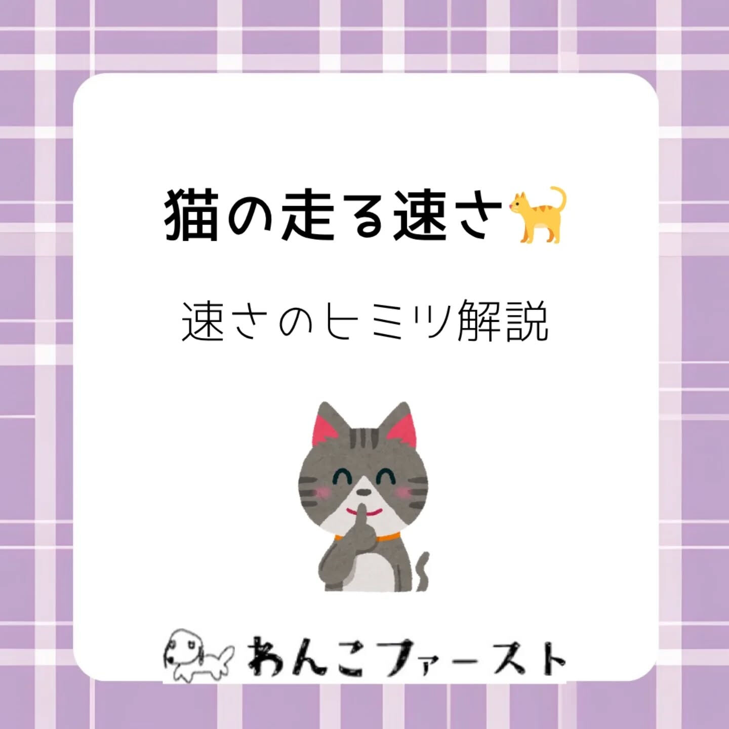 猫の走る速さは、実はそれぞれ違います🐈💨
