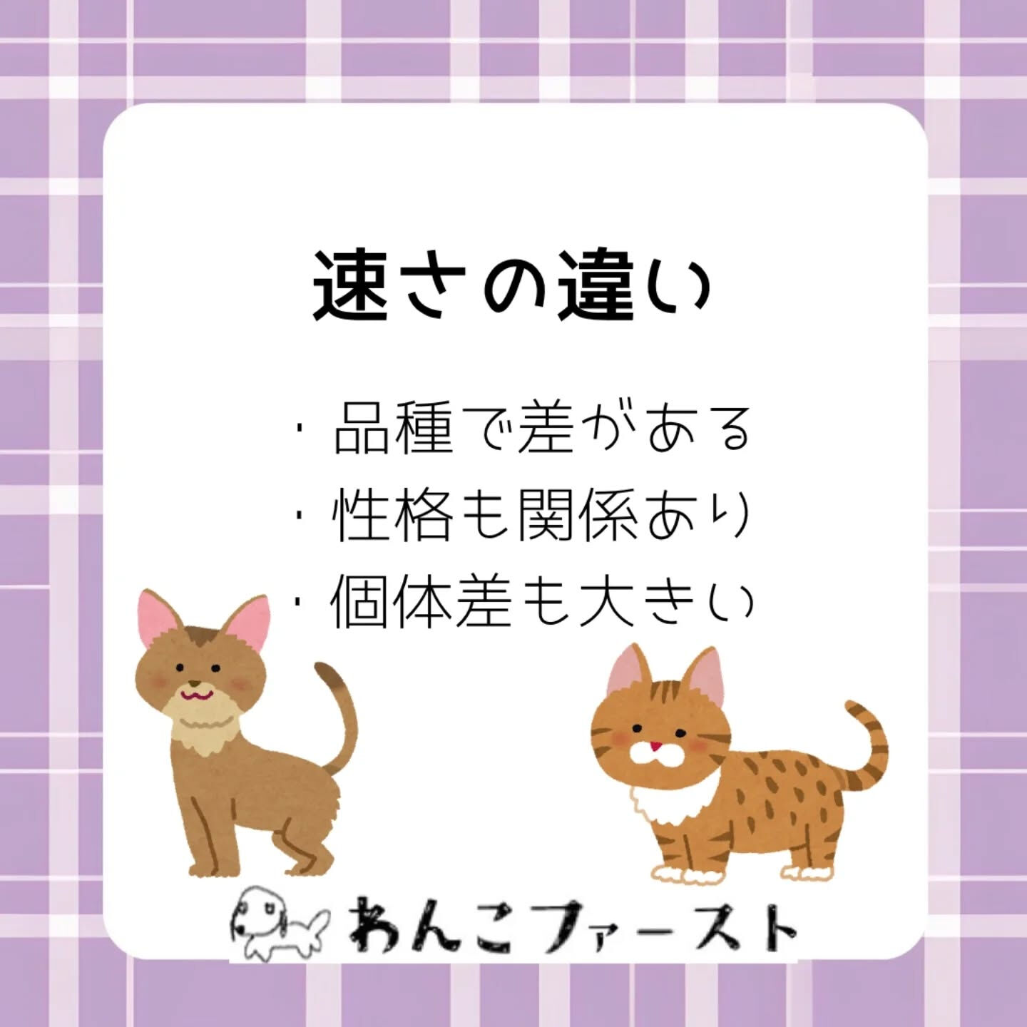 猫の走る速さは、実はそれぞれ違います🐈💨