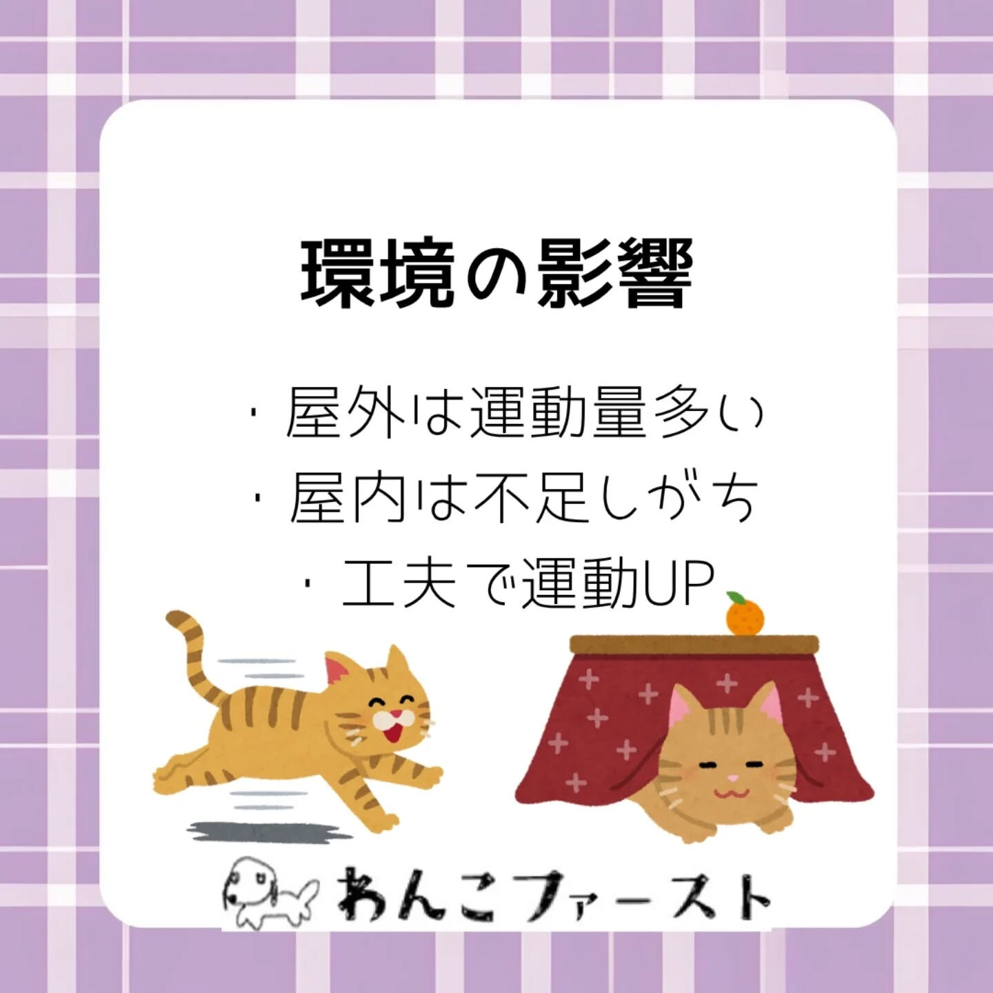 猫の走る速さは、実はそれぞれ違います🐈💨