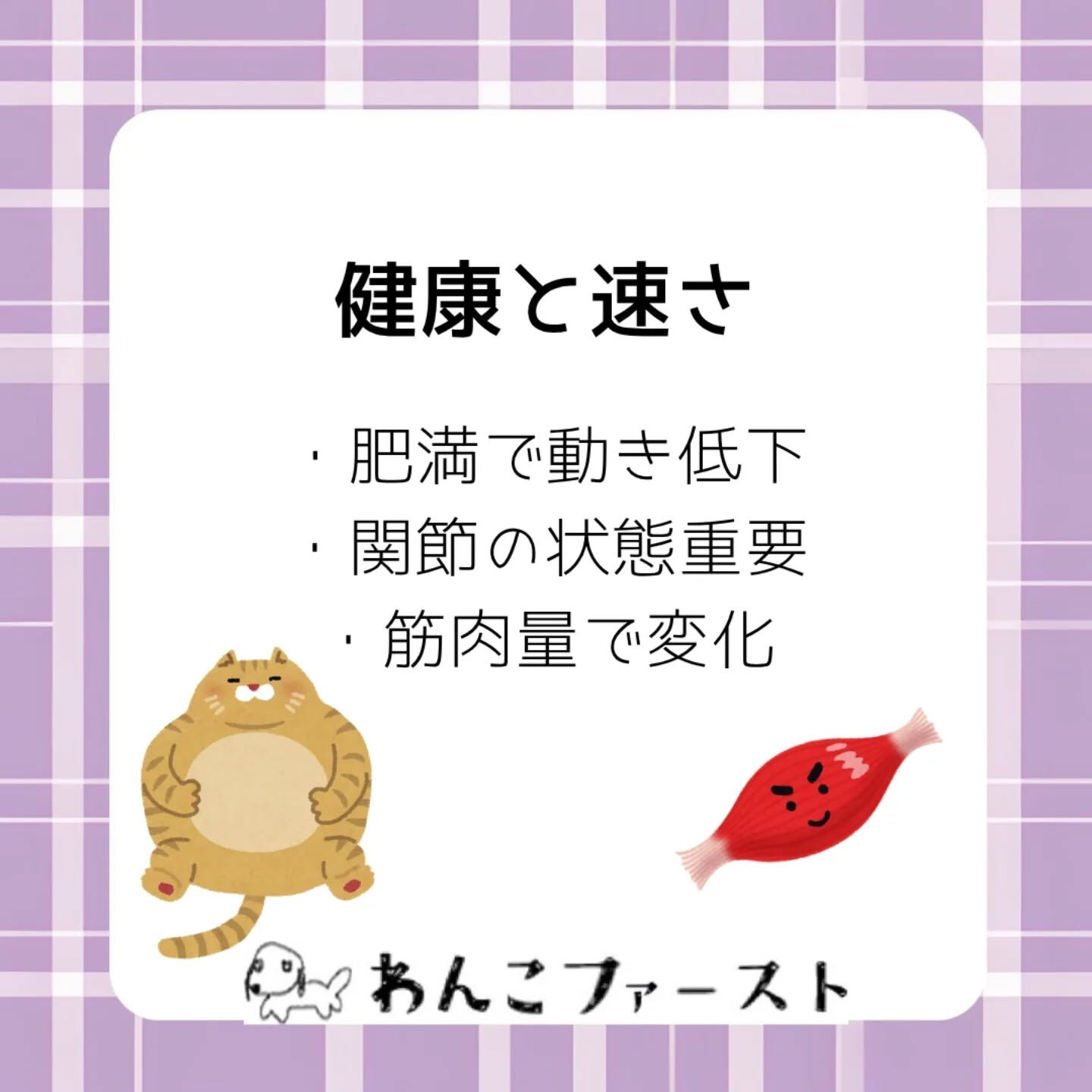 猫の走る速さは、実はそれぞれ違います🐈💨