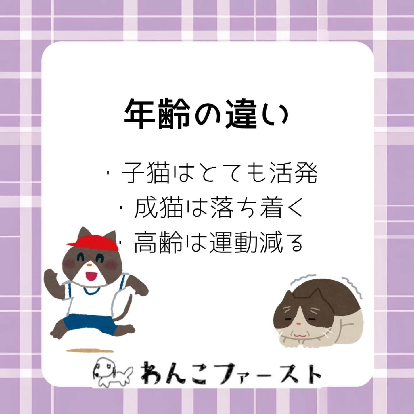 猫の走る速さは、実はそれぞれ違います🐈💨