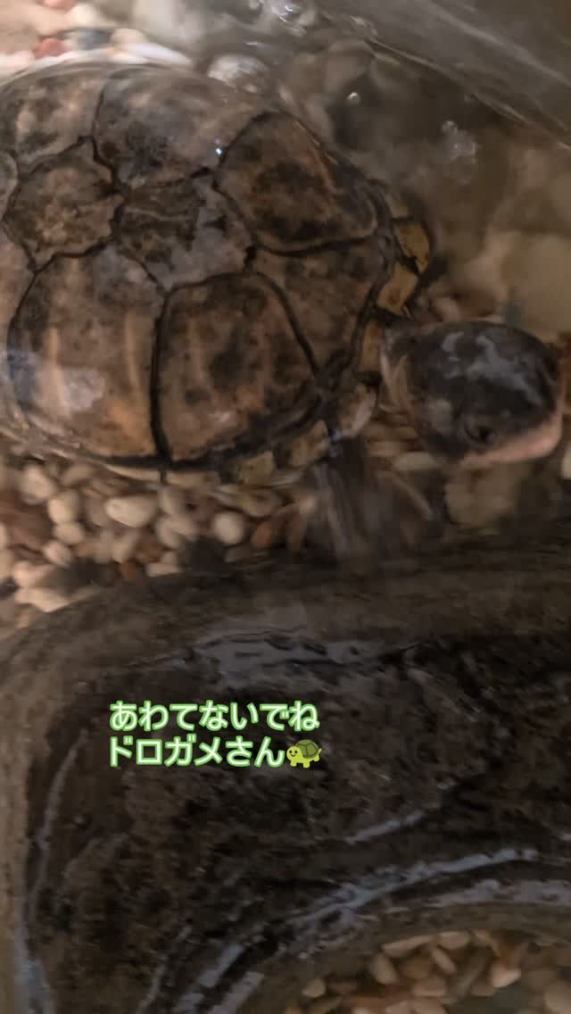 ペットシッター「わんこファースト」🐾✨