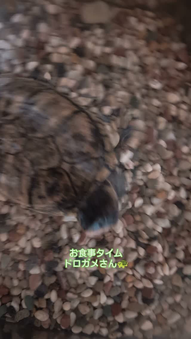 ペットシッター「わんこファースト」🐾✨