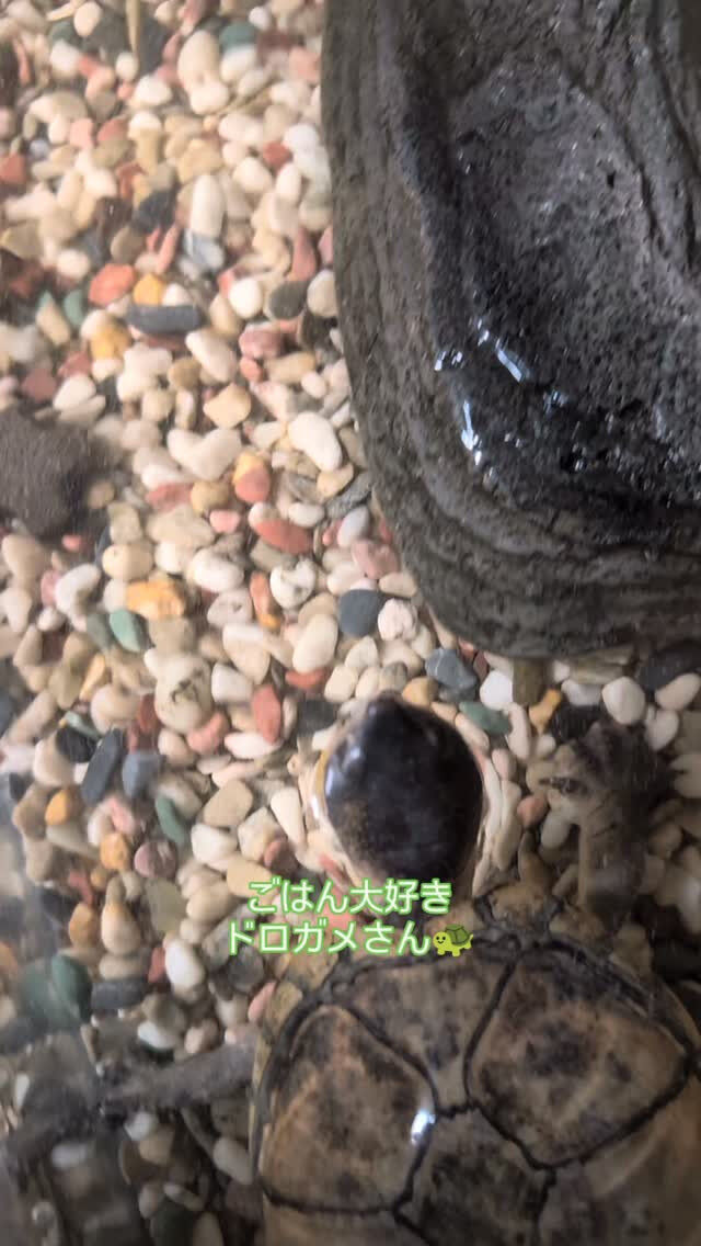 ペットシッター「わんこファースト」🐾✨
