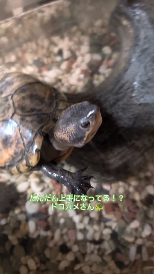 ペットシッター「わんこファースト」🐾✨