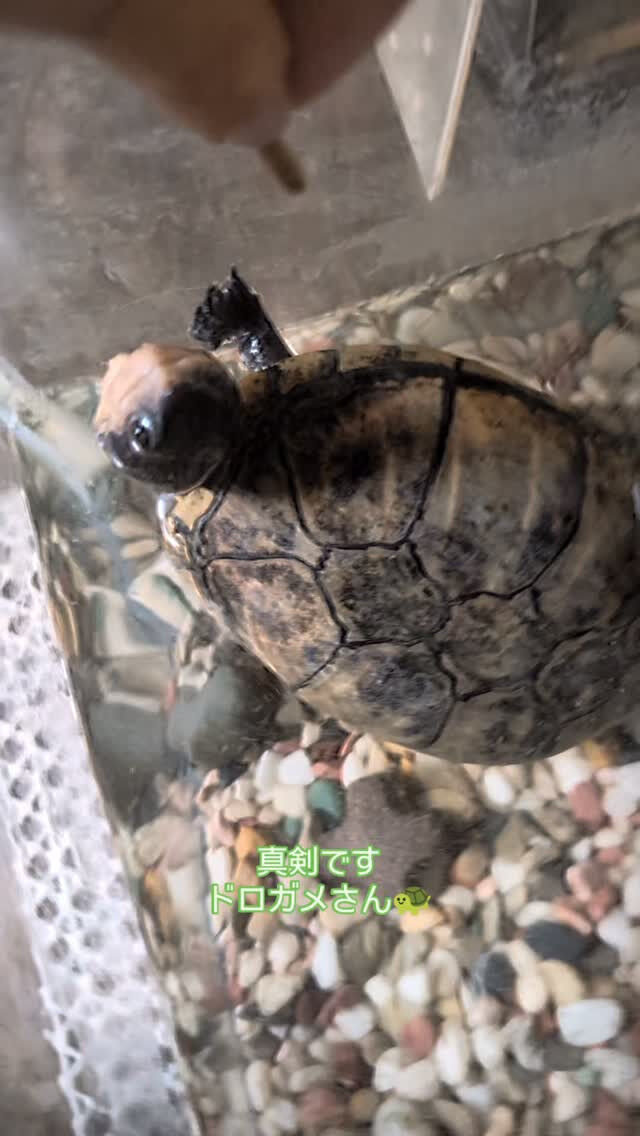 ペットシッター「わんこファースト」🐾✨