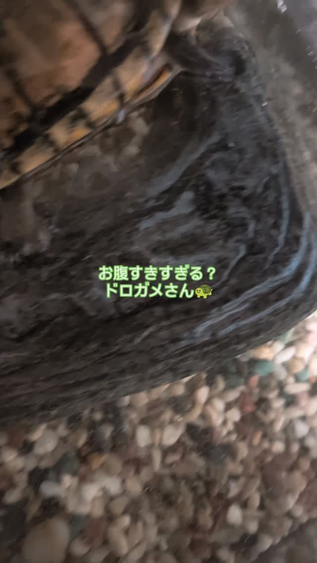 ペットシッター「わんこファースト」🐾✨