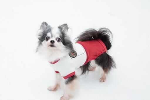 わんこの洋服って必要？わんこ洋服の選び方と、メンテナンスの秘訣
