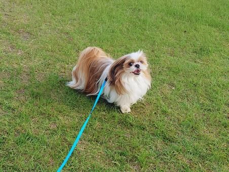 わんこのマナーは飼い主さん次第！お散歩中の排せつ問題