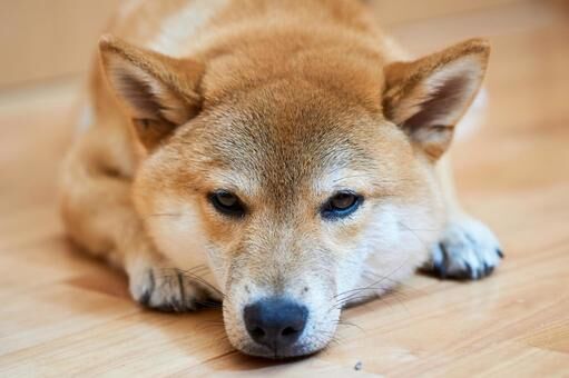 わんこだけで大丈夫？わんこのお留守番は心配だらけ。