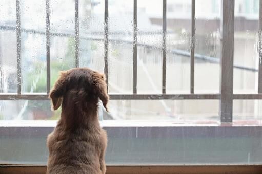 雨の日のお散歩は必要？飼い主さんは行きたくないけど、わんこは行きたいかも。