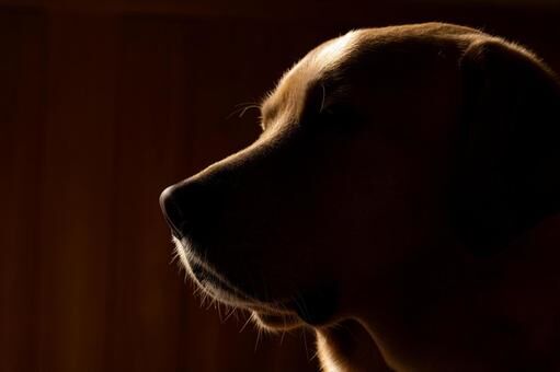 保護犬ってどこからくるの？事情と背後に潜む問題とは。