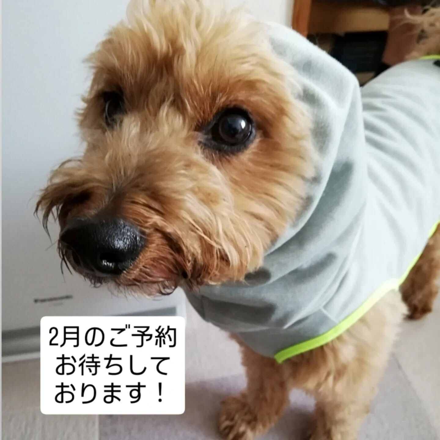 横浜市青葉区のペットシッターわんこファーストです!