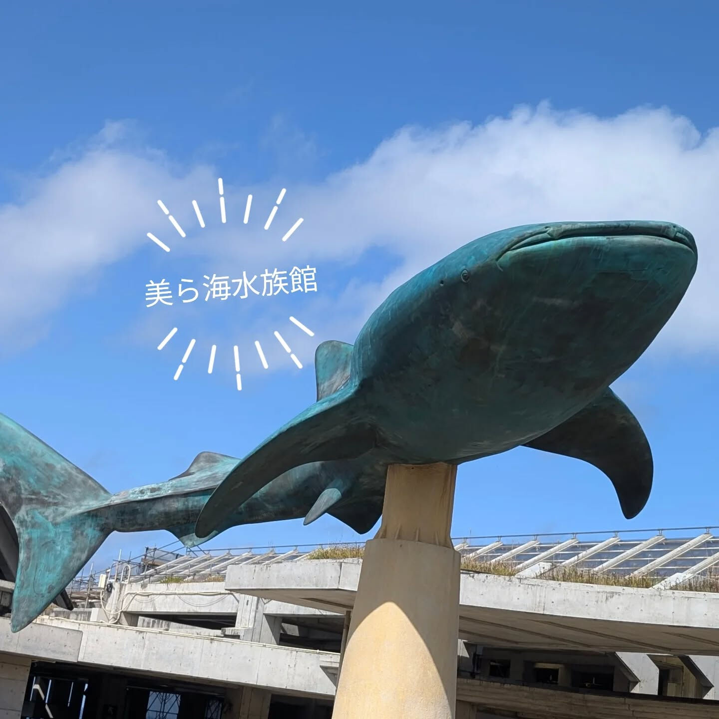横浜市青葉区のペットシッターわんこファーストです!