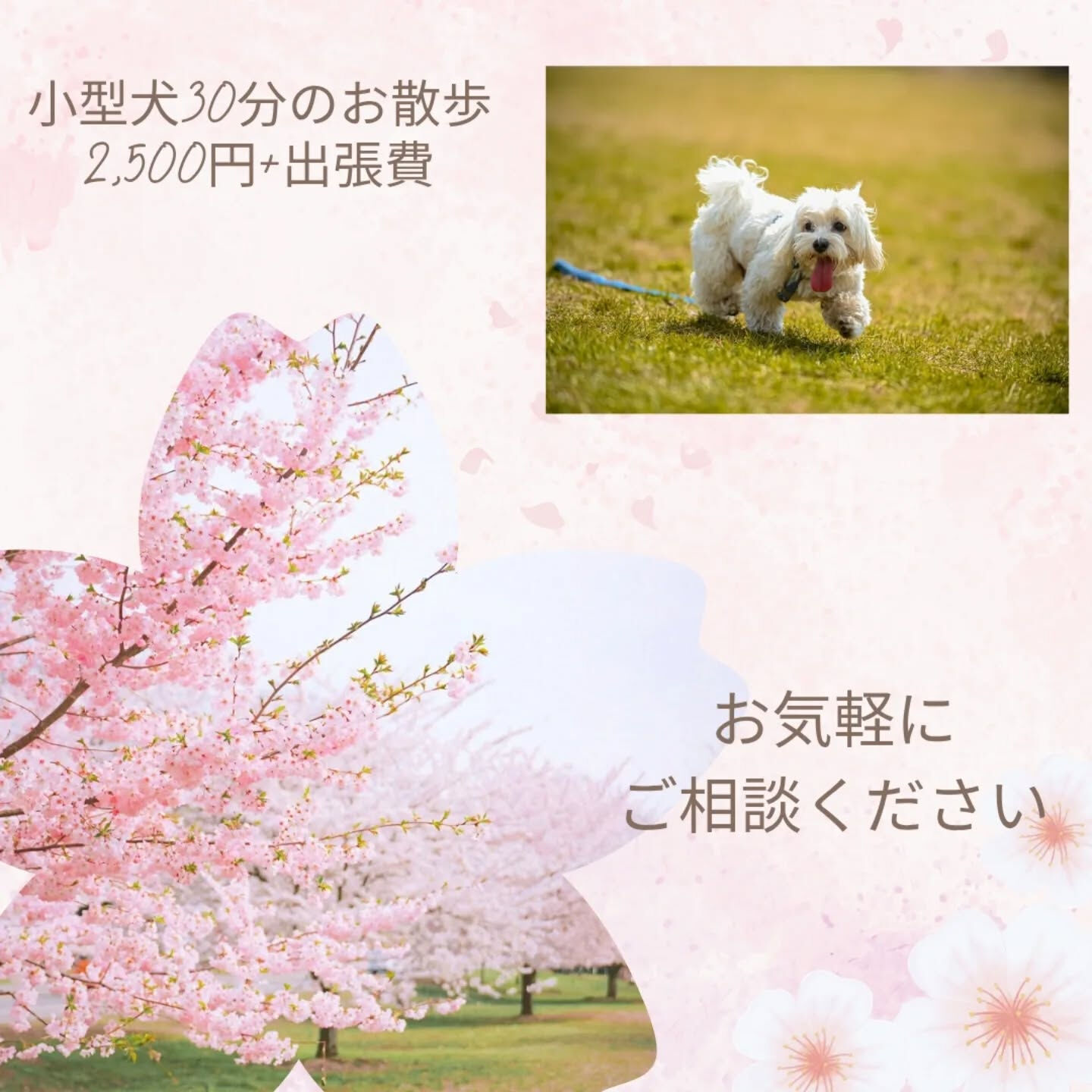 横浜市青葉区のペットシッターわんこファーストです!