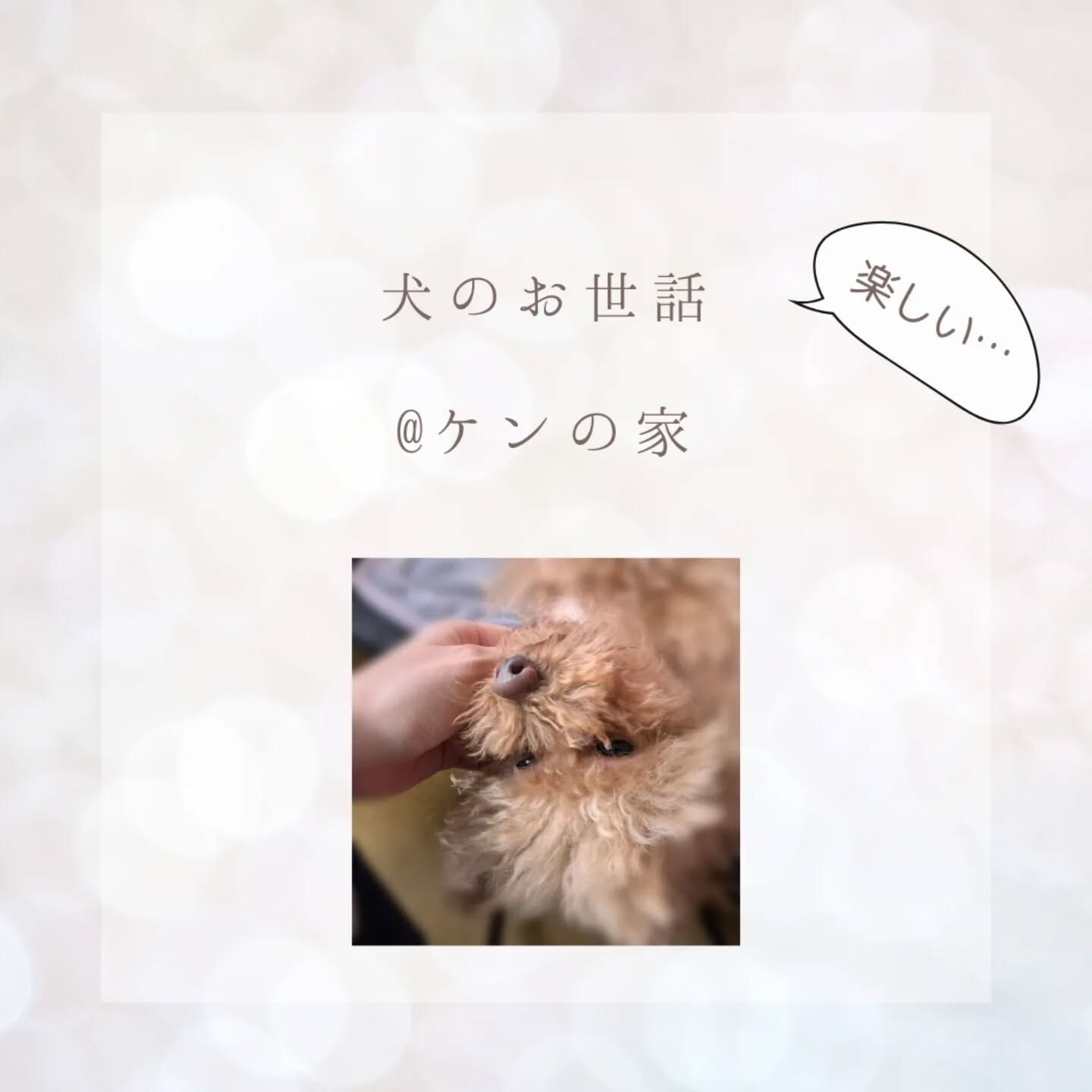 横浜市青葉区のペットシッターわんこファーストです！