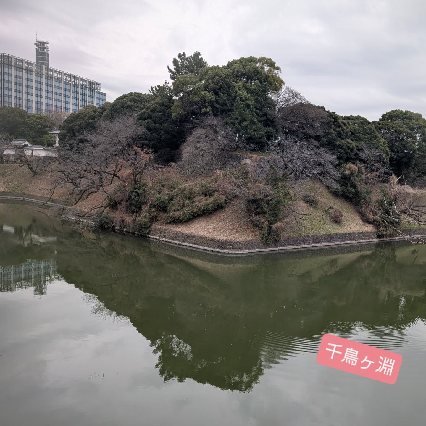 横浜市青葉区のペットシッターわんこファーストです!