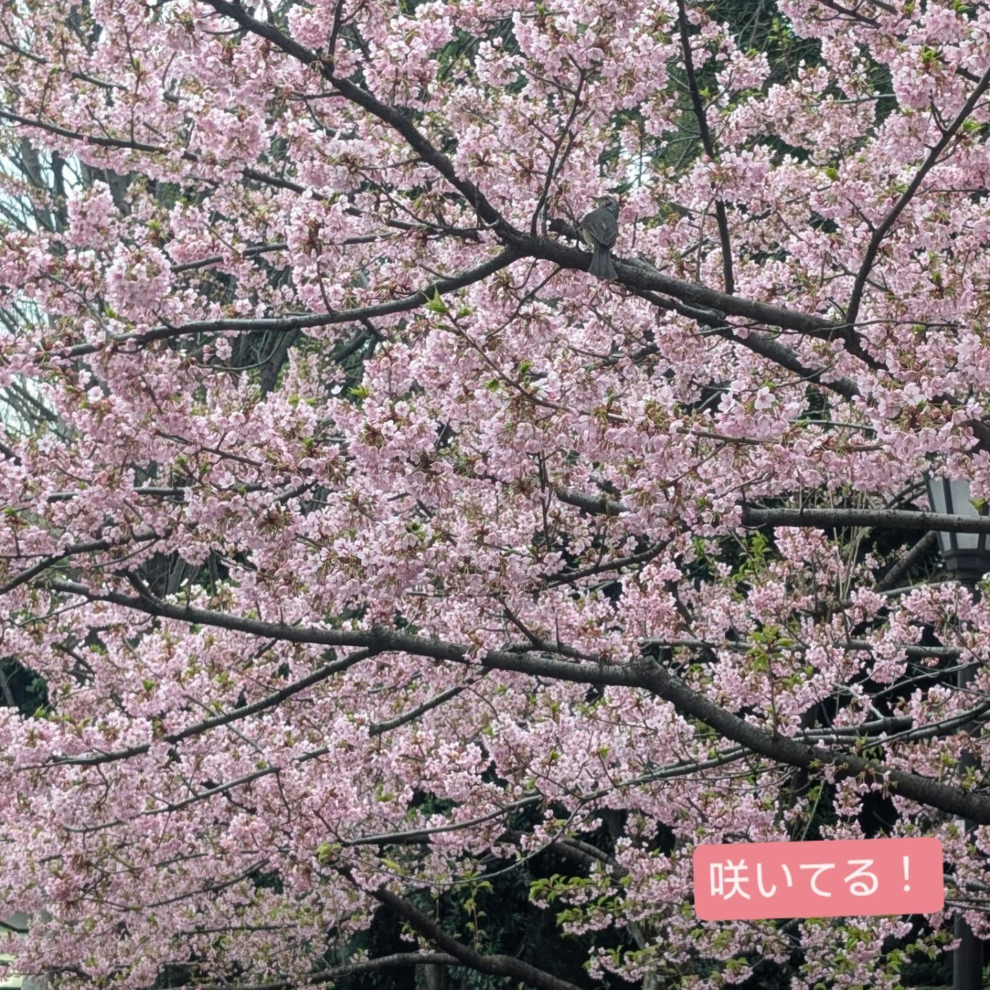 横浜市青葉区のペットシッターわんこファーストです!