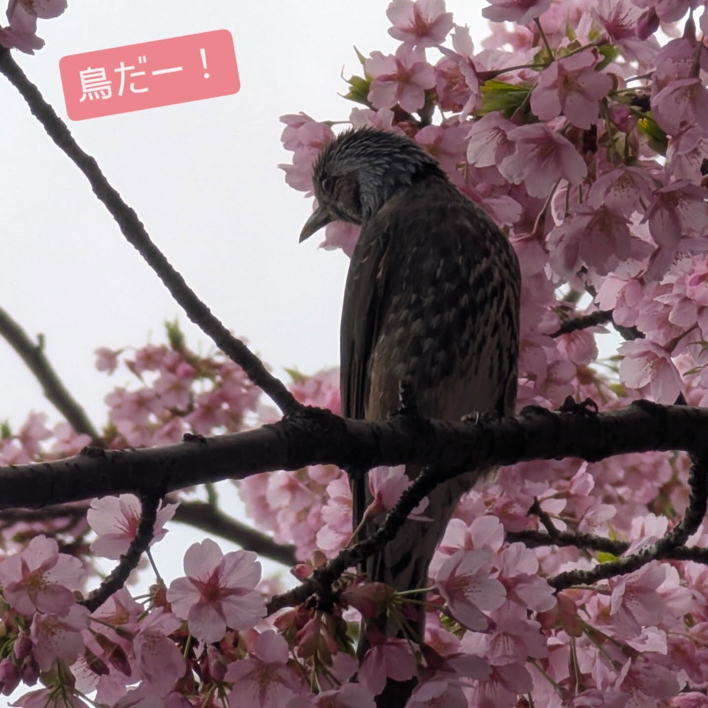 横浜市青葉区のペットシッターわんこファーストです!