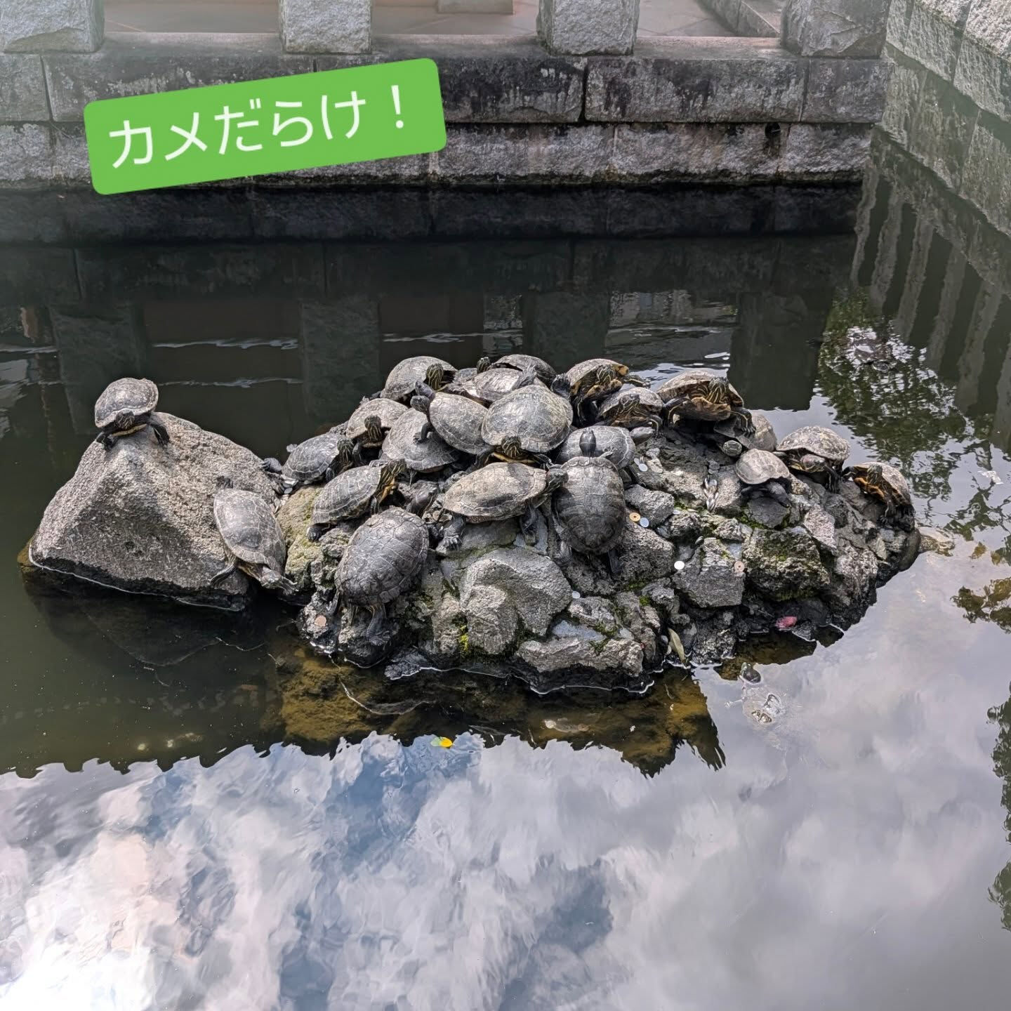 横浜市青葉区のペットシッターわんこファーストです!