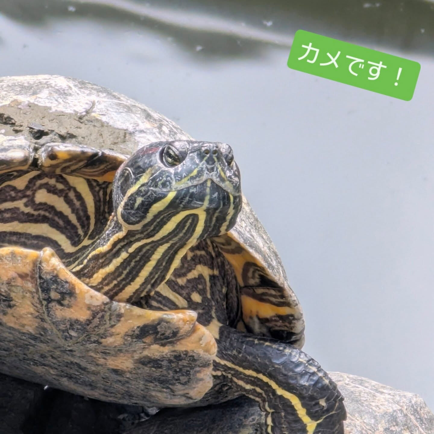 横浜市青葉区のペットシッターわんこファーストです!