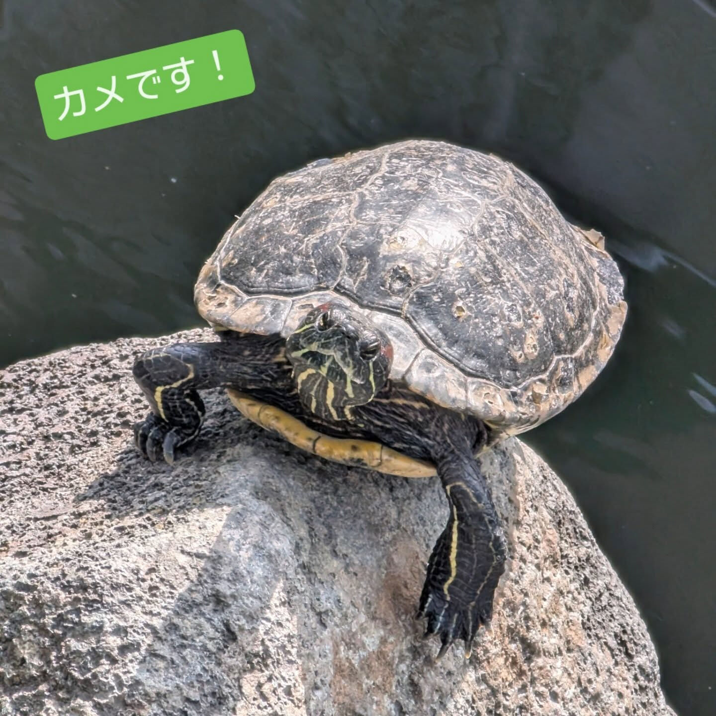 横浜市青葉区のペットシッターわんこファーストです!
