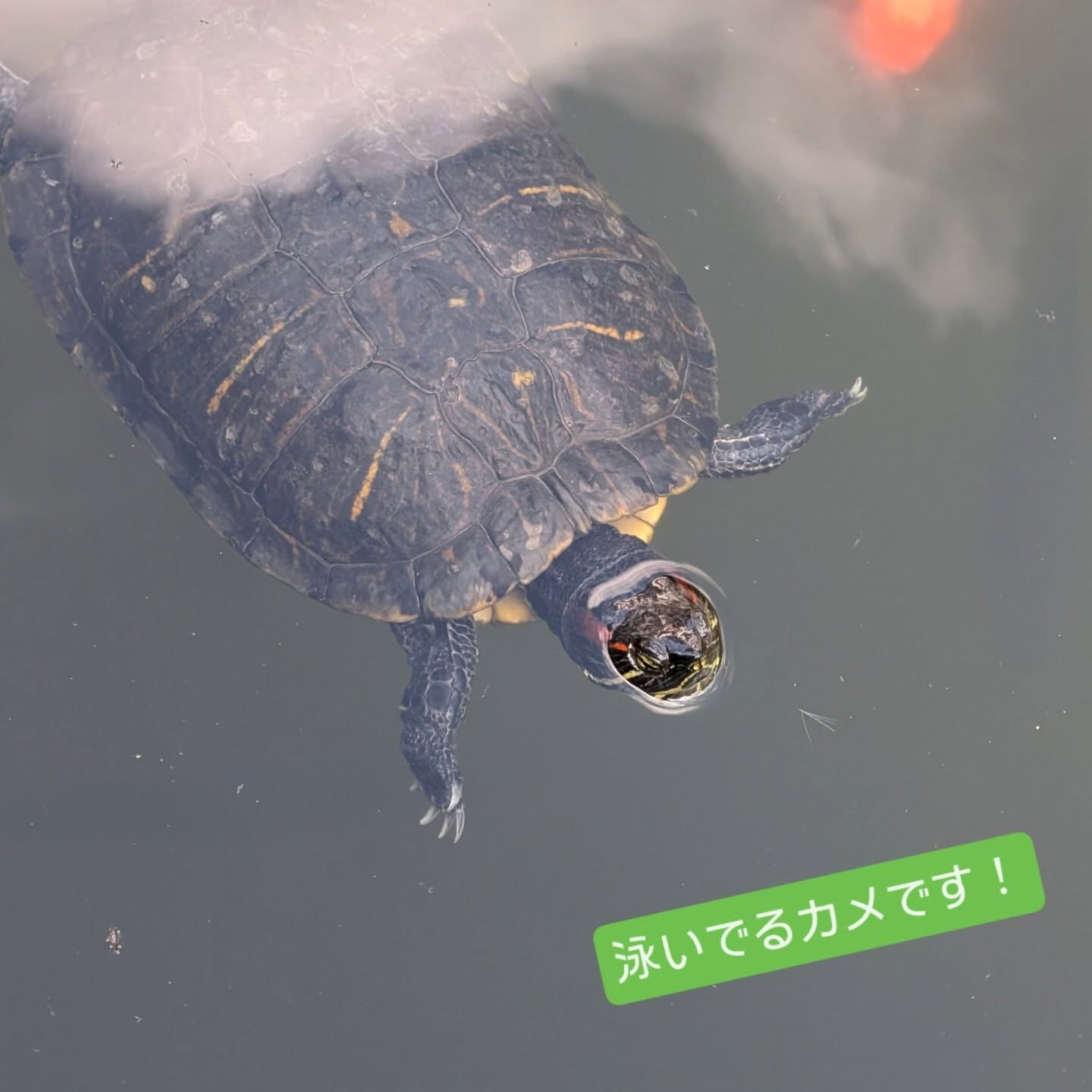 横浜市青葉区のペットシッターわんこファーストです!