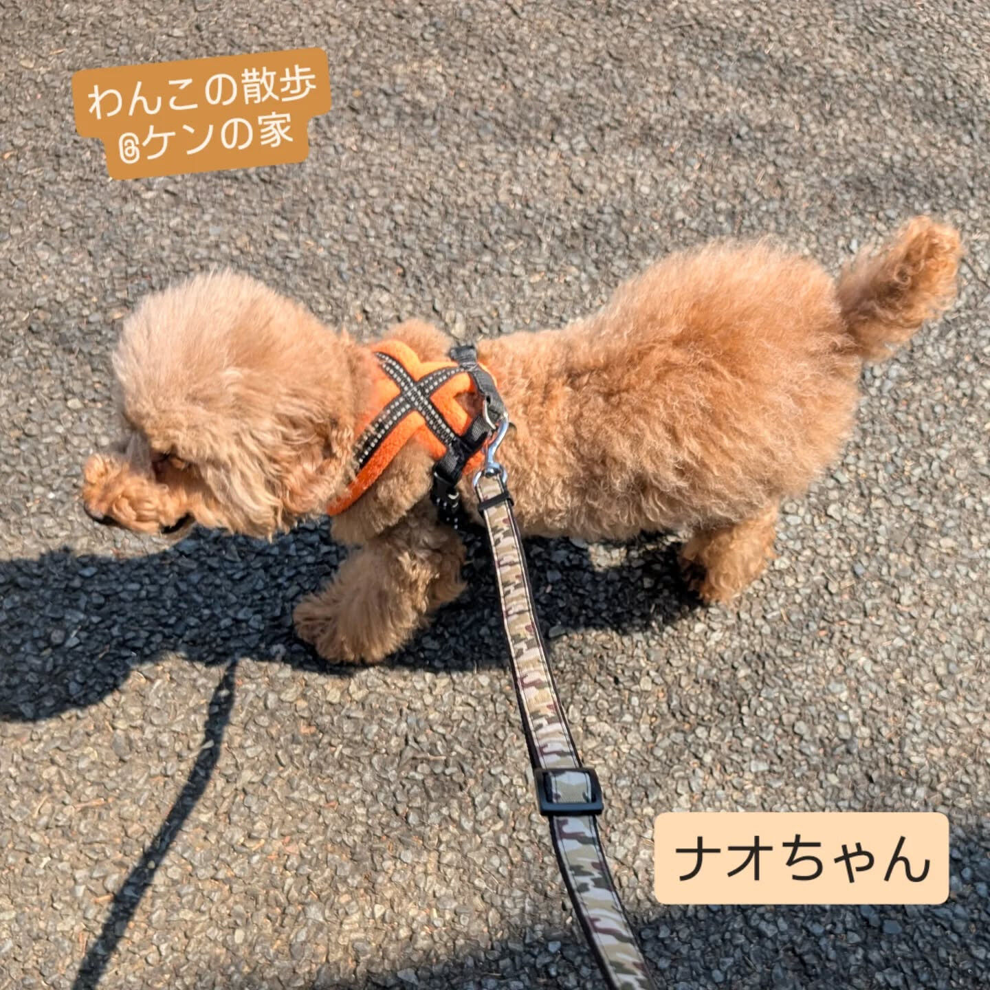 横浜市青葉区のペットシッターわんこファーストです！