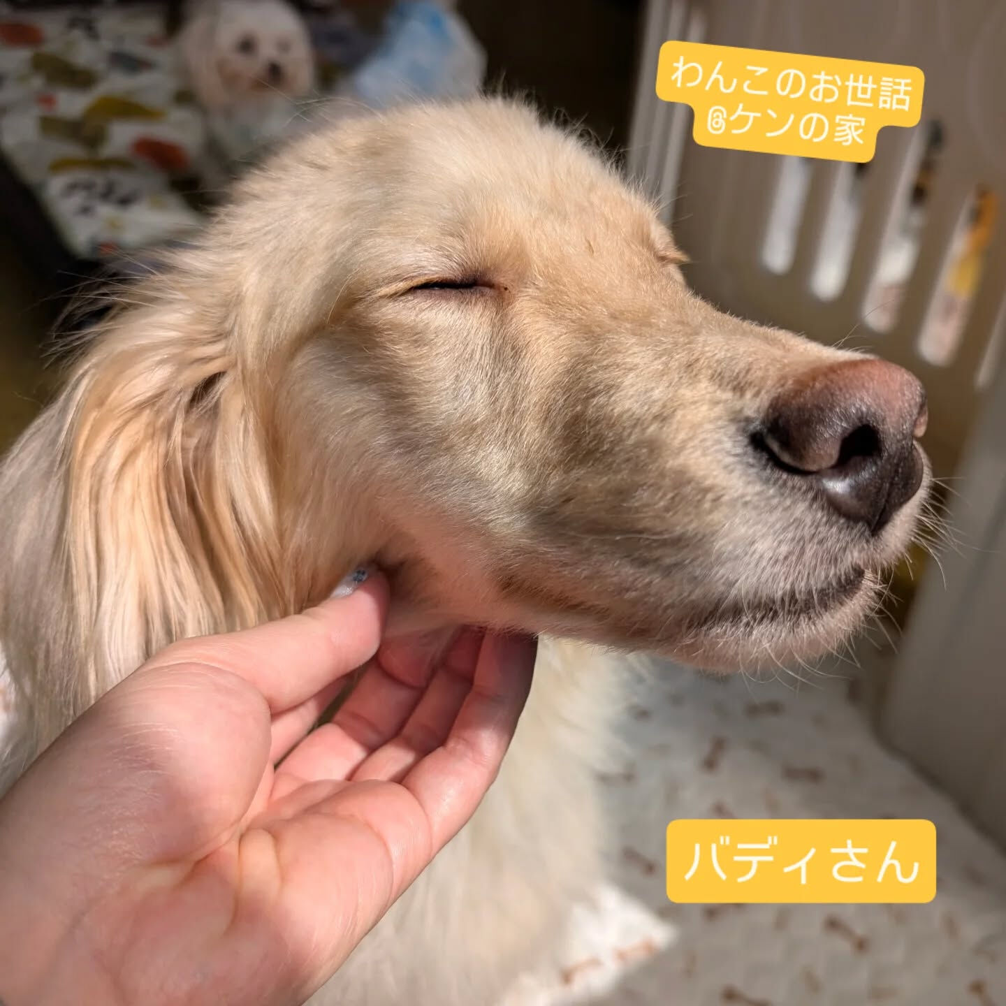 横浜市青葉区のペットシッターわんこファーストです!