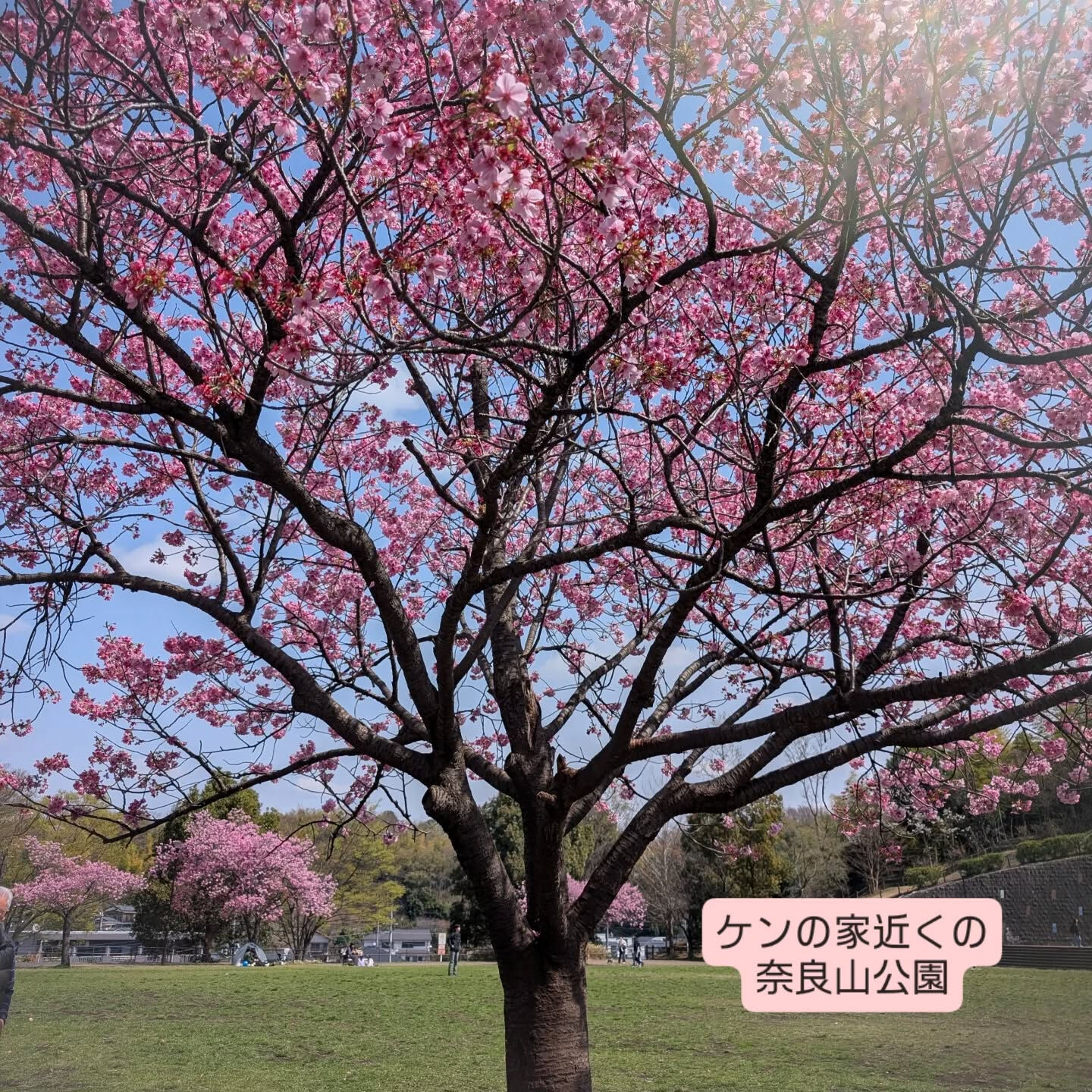 横浜市青葉区のペットシッターわんこファーストです!