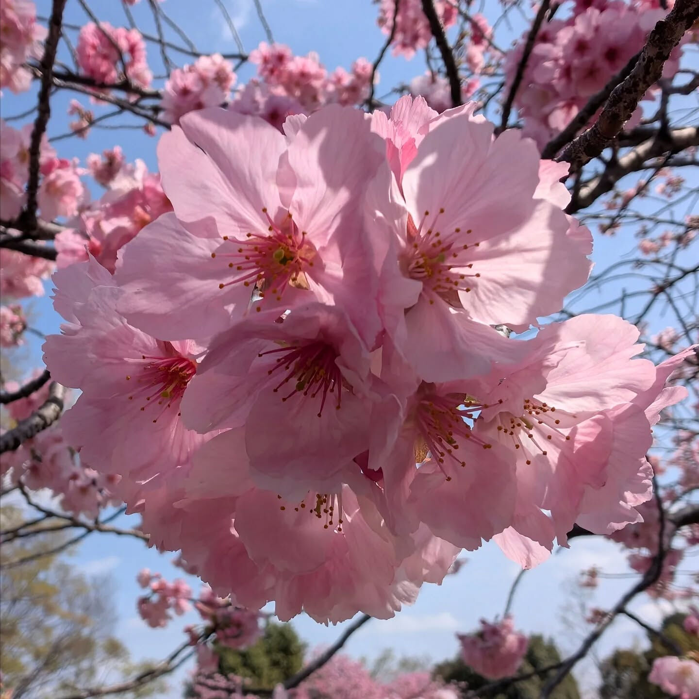 横浜市青葉区のペットシッターわんこファーストです!