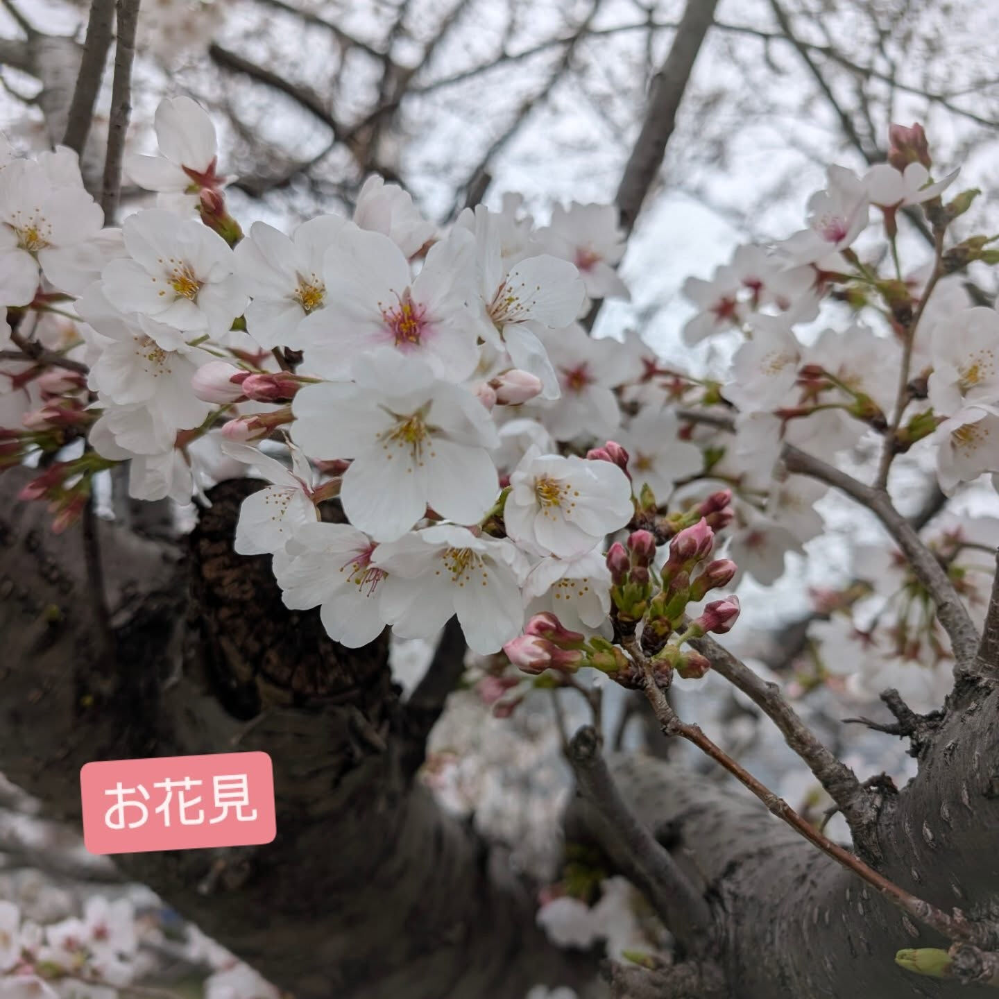 横浜市青葉区のペットシッターわんこファーストです!