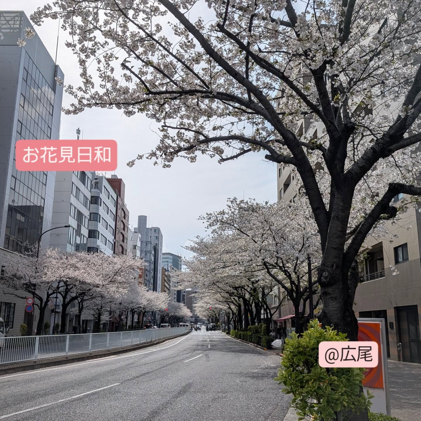 横浜市青葉区のペットシッターわんこファーストです!
