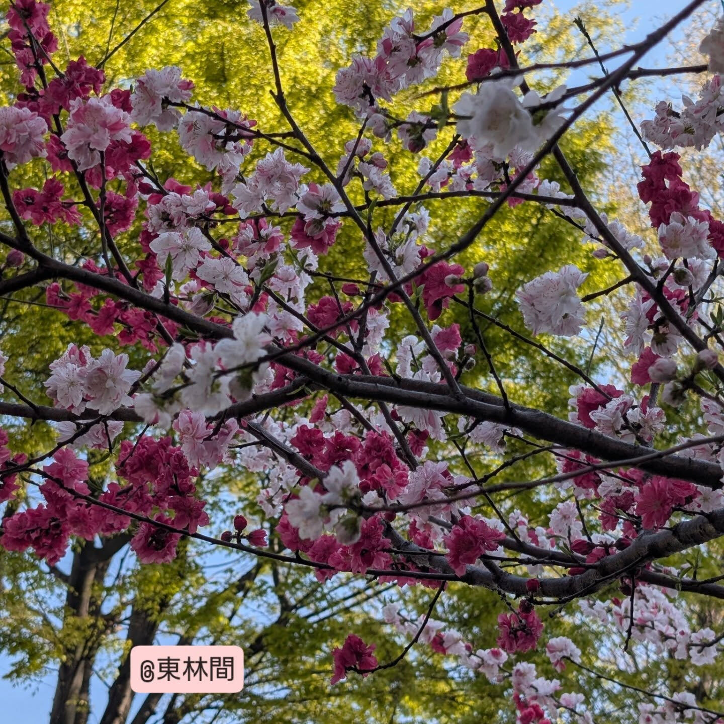 横浜市青葉区のペットシッターわんこファーストです!