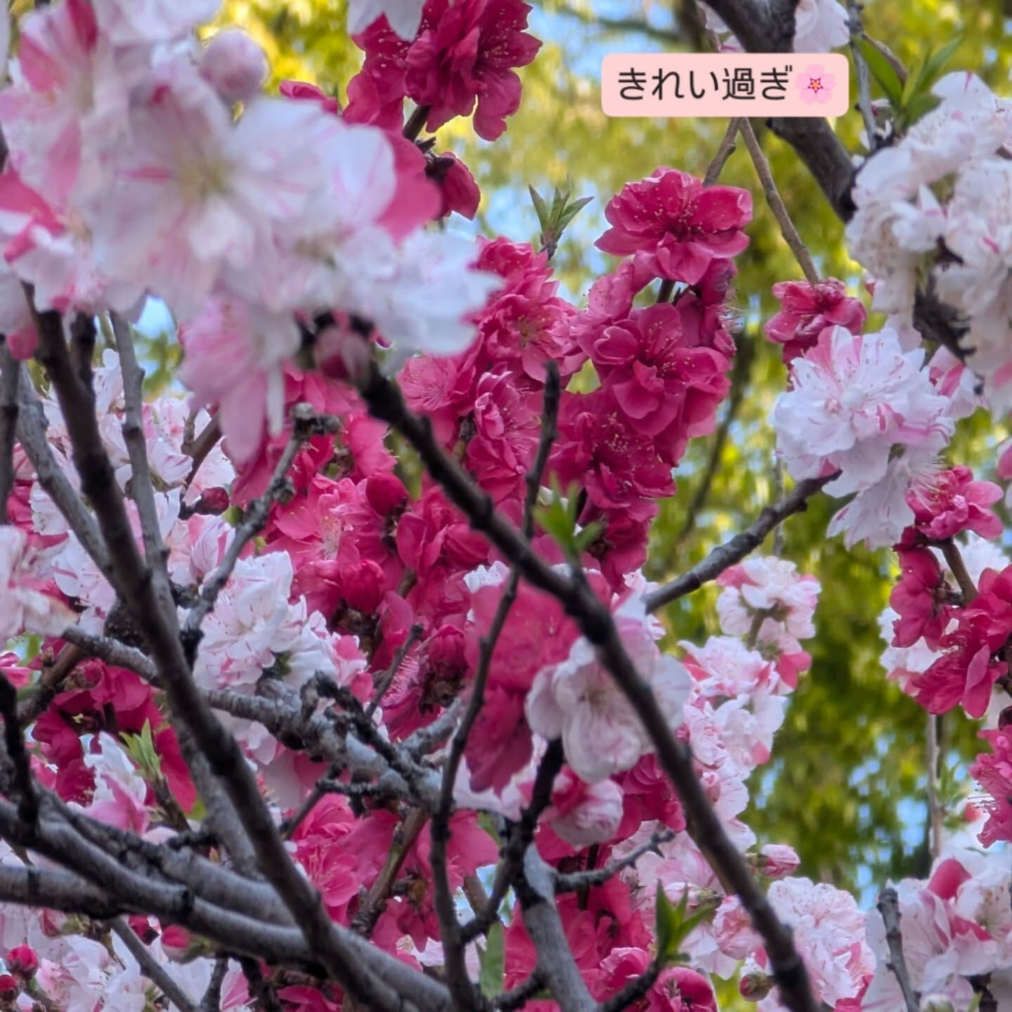 横浜市青葉区のペットシッターわんこファーストです!