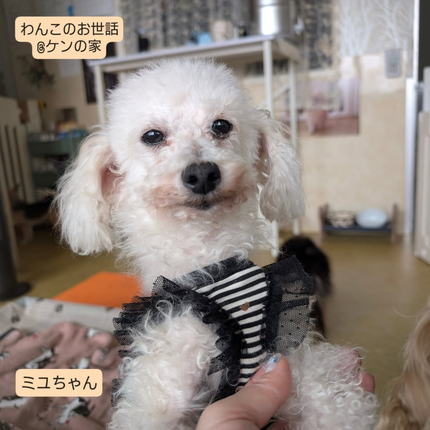 横浜市青葉区のペットシッターわんこファーストです!