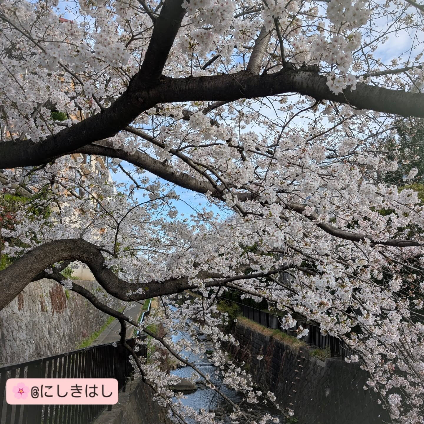 横浜市青葉区のペットシッターわんこファーストです!