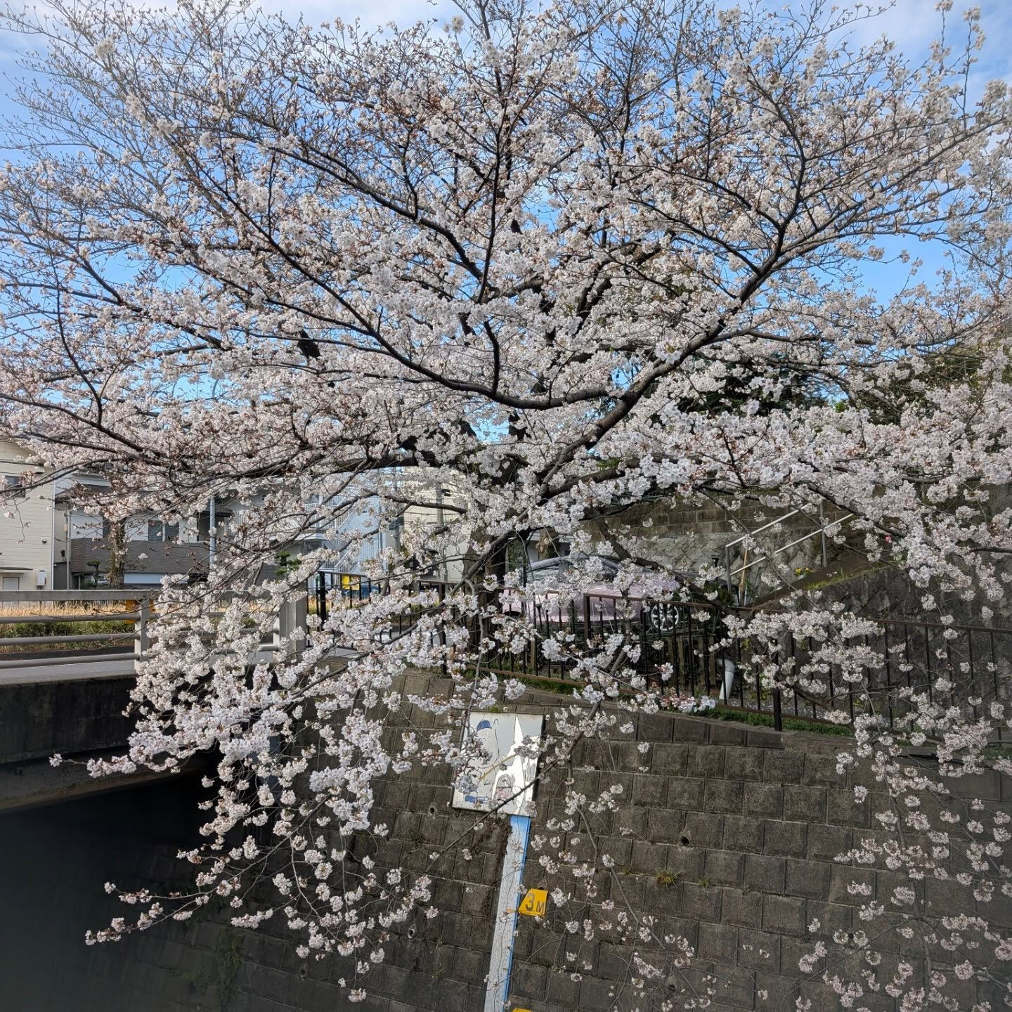 横浜市青葉区のペットシッターわんこファーストです!