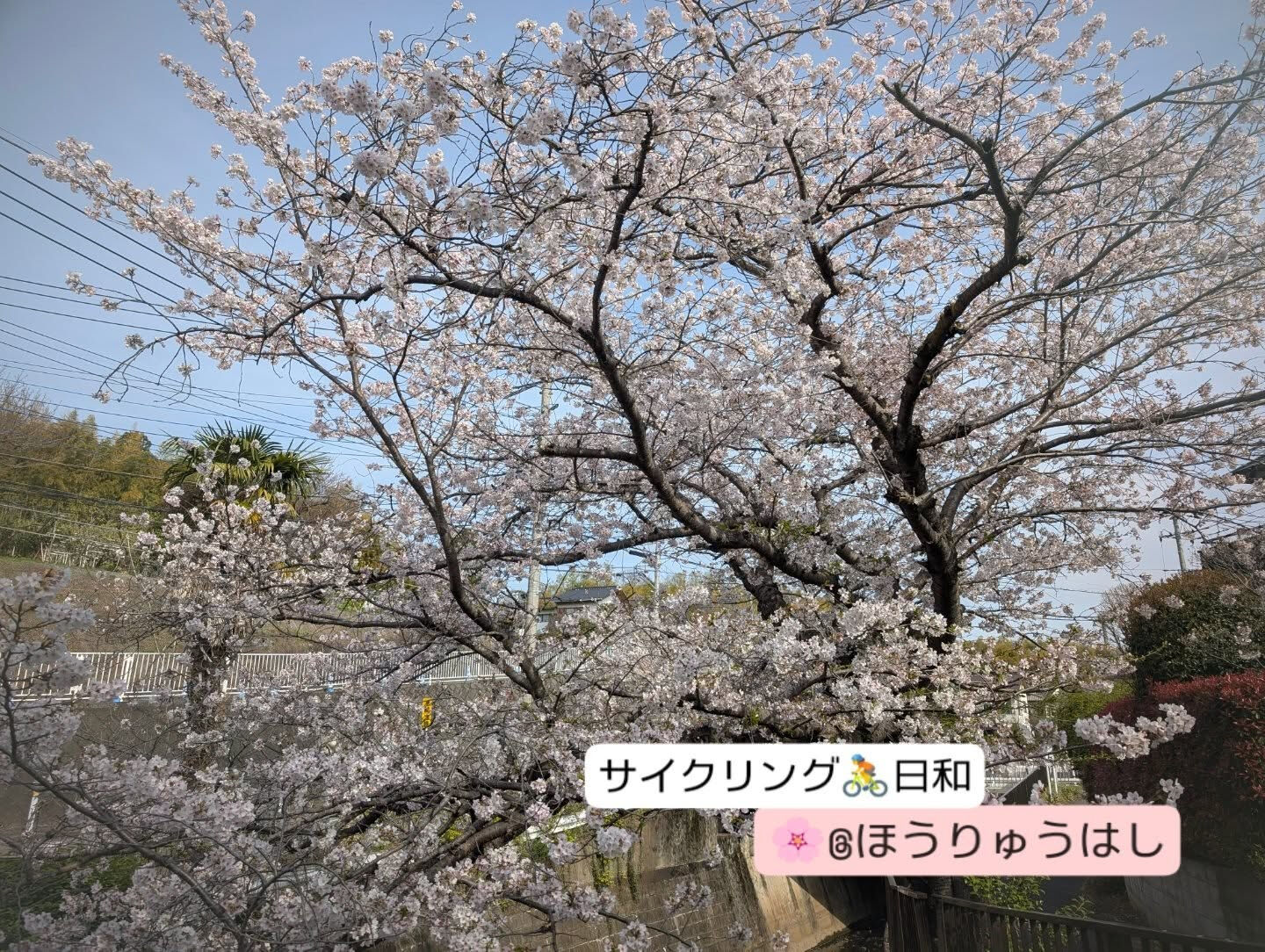 横浜市青葉区のペットシッターわんこファーストです!