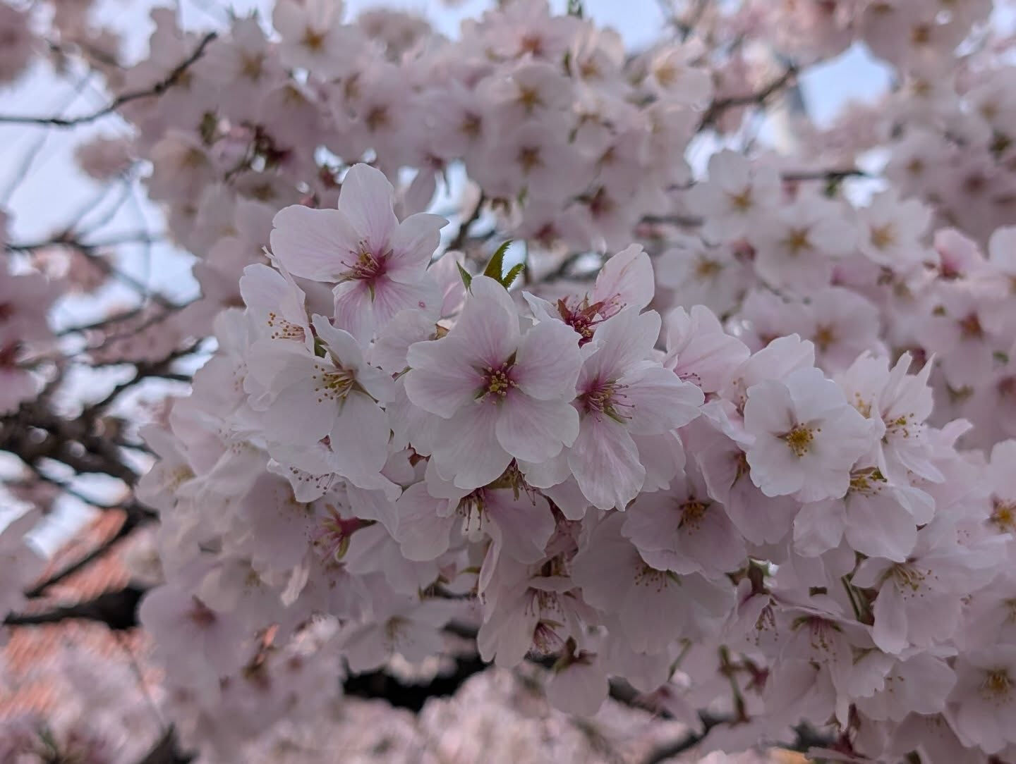 横浜市青葉区のペットシッターわんこファーストです!
