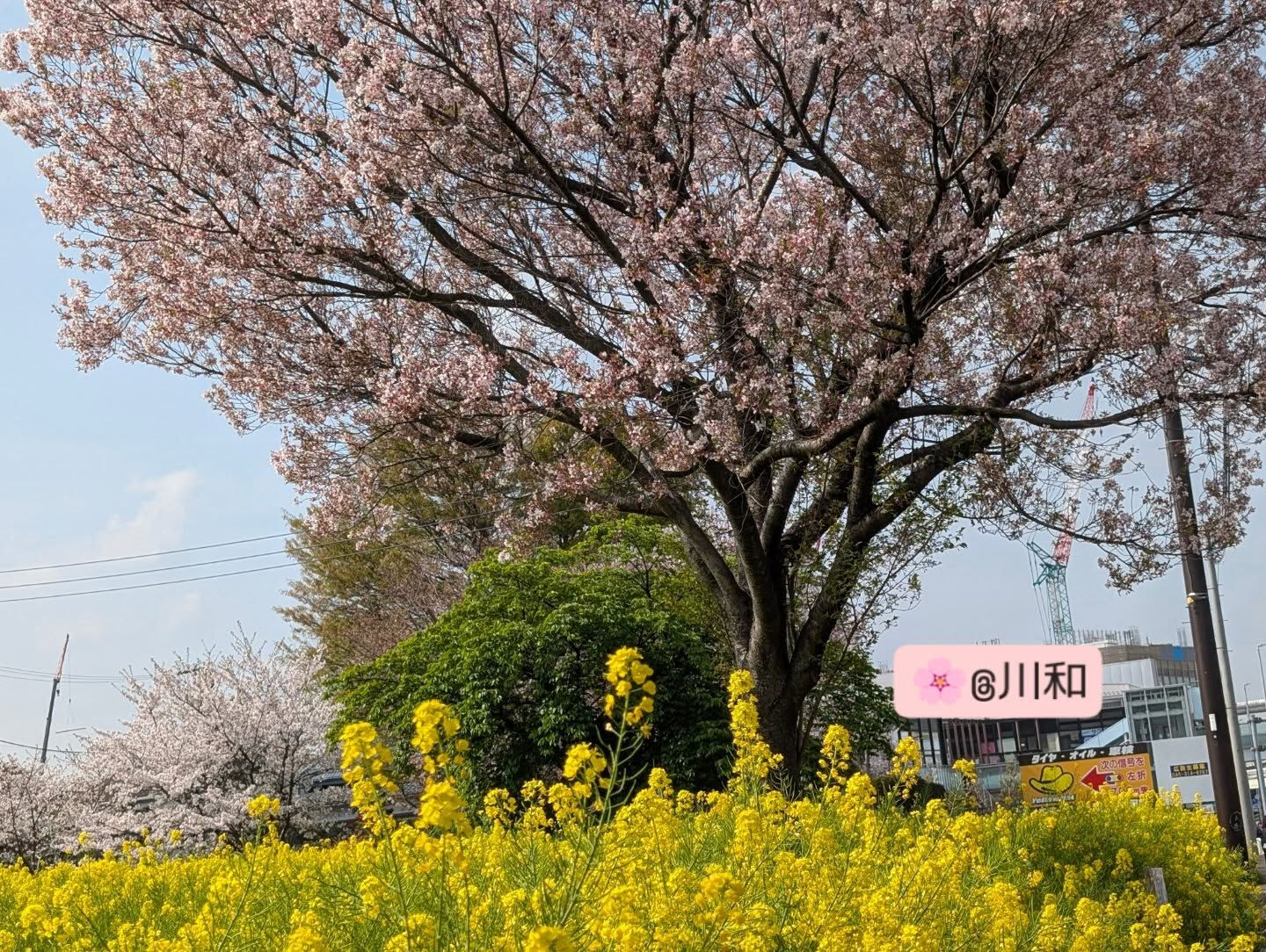 横浜市青葉区のペットシッターわんこファーストです!
