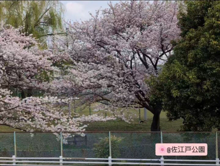 横浜市青葉区のペットシッターわんこファーストです!